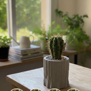 אגרטל דמוי גזע עץ מבטון פולימרי עם קקטוס