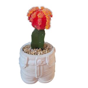 עציץ מכנסיים מבטון פולימרי טבעי כולל קקטוס