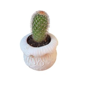 אגרטל מעוצב מבטון פולימרי טבעי+קקטוס